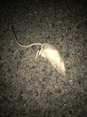 Chaetodipus
