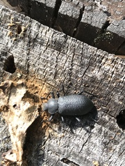 Iphthiminus serratus