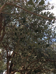 Feijoa sellowiana
