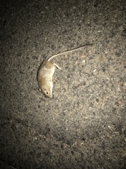 Chaetodipus