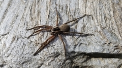 Dolomedes aquaticus