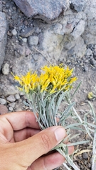 Ericameria nauseosa speciosa