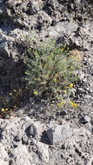 Ericameria nauseosa speciosa