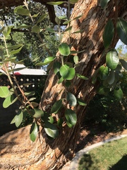 Feijoa sellowiana