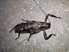 Nesoecia insignis