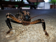 Nesoecia insignis