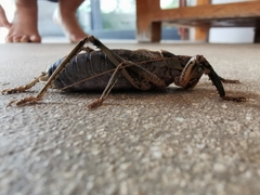 Nesoecia insignis