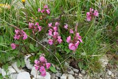 Pedicularis rostratocapitata