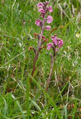 Pedicularis rostratocapitata