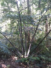 Ptisana