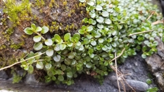 Epilobium nerteroides