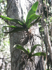 Rhinerrhiza divitiflora