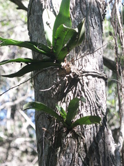 Rhinerrhiza divitiflora