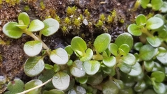 Epilobium nerteroides