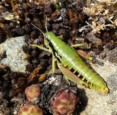 Epipodisma pedemontana