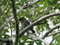 Platyspiza crassirostris