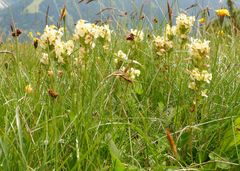 Pedicularis tuberosa