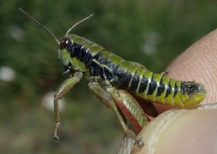 Epipodisma pedemontana