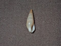 Aesopus clausiliformis