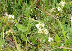 Pedicularis tuberosa