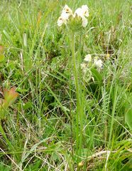 Pedicularis tuberosa