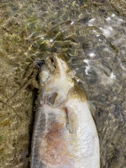 Plecoglossus altivelis