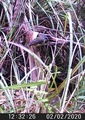 Eopsaltria australis