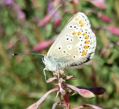 Aricia artaxerxes allous