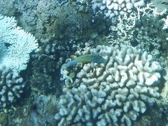 Thalassoma quinquevittatum