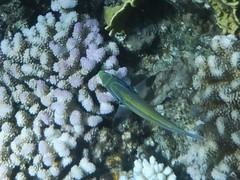 Thalassoma quinquevittatum