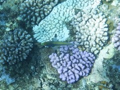 Thalassoma quinquevittatum
