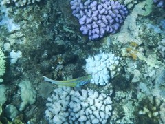 Thalassoma quinquevittatum