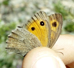 Hyponephele lycaon