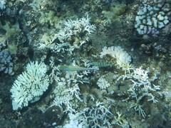 Thalassoma quinquevittatum
