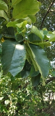 Artocarpus lacucha