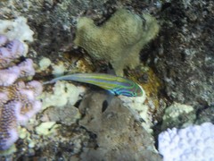 Thalassoma quinquevittatum