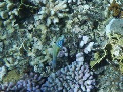 Thalassoma quinquevittatum