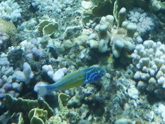 Thalassoma quinquevittatum