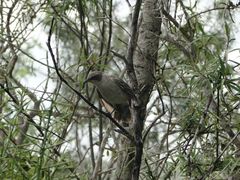 Mimus parvulus parvulus