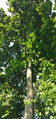 Artocarpus lacucha