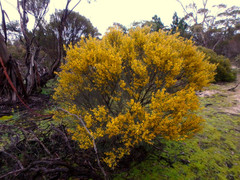 Acacia rigens