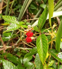 Rubus cochinchinensis