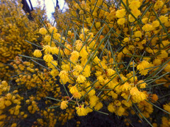 Acacia rigens