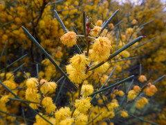 Acacia rigens