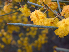 Acacia rigens