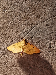 Phaedropsis