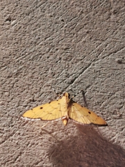 Phaedropsis