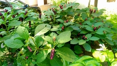 Phytolacca