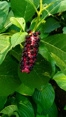 Phytolacca