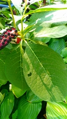 Phytolacca